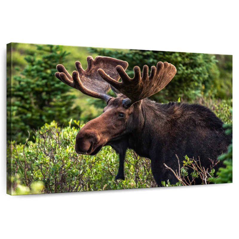 Brampt Wild Bull Moose, 8" H x 12" W