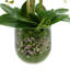 Phalaenopsis Floral Arrangement