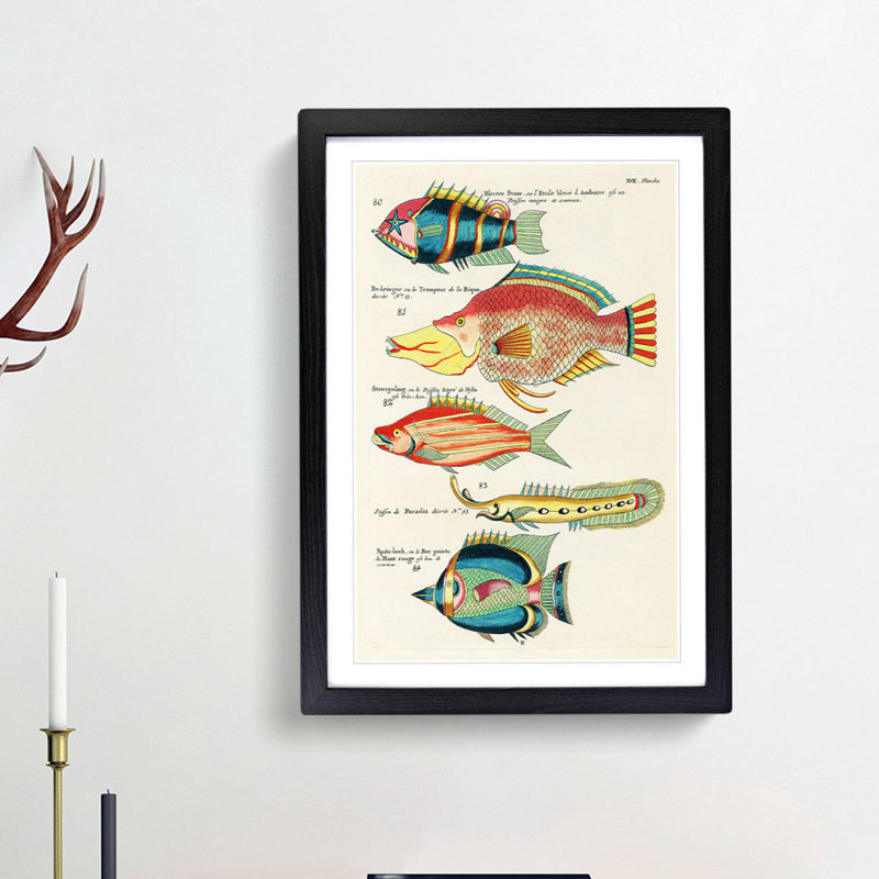 East Indies Fish Illustrations XVII by Louis Renard - Picture Frame Graphic Art Print, Black Framed, 36cm H x 27cm W x 2cm D