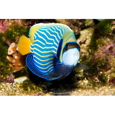 " Emperor Angelfish "