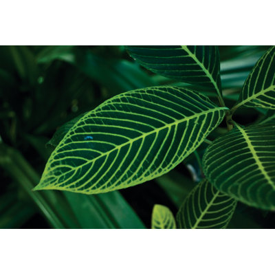 Greens 2 - Wrapped Canvas Print
