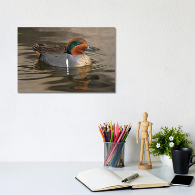 Handsome Green-Wing Teal by Brian Wolf - Wrapped Canvas Print