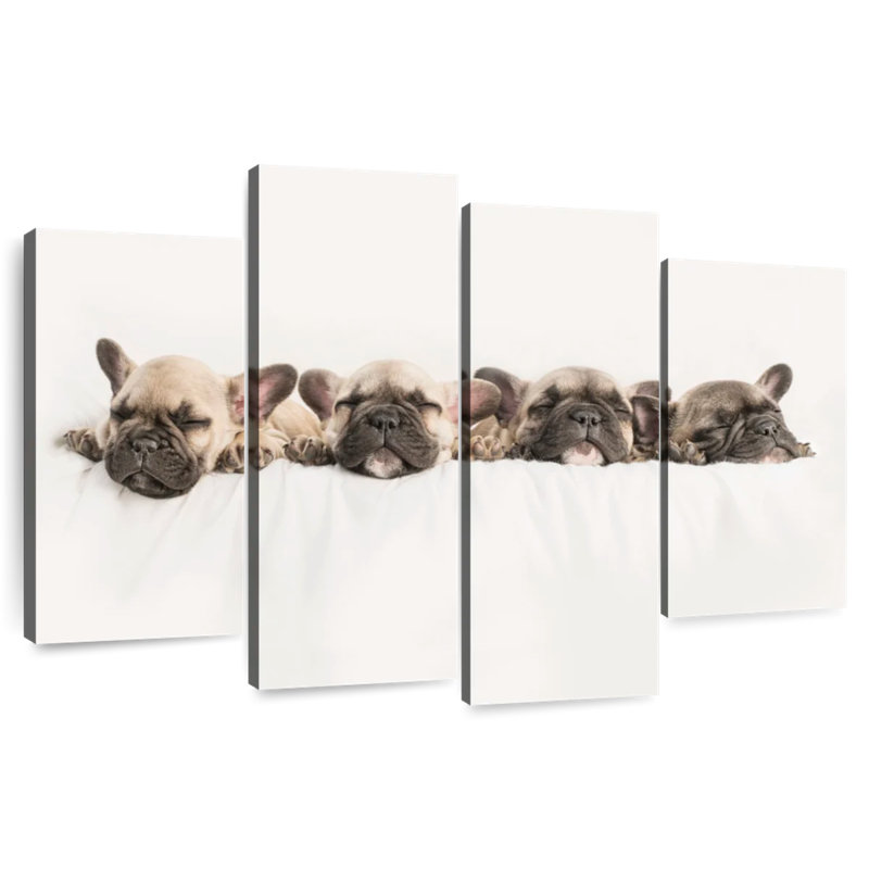 Bouledogue français Brampt faisant la sieste, H 32 po x l 52 po