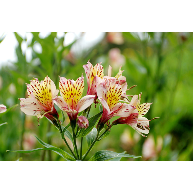 Peruvian Lilies - Wrapped Canvas Print, 30cm H x 46cm W x 3.8cm D