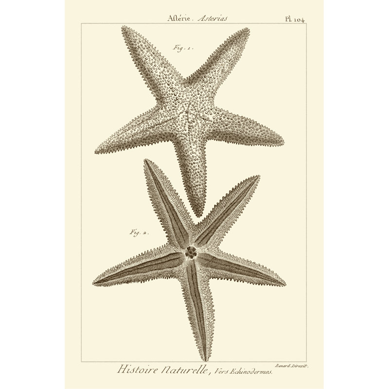 «Striking Starfish I», impression sur toile, H 30 po x l 20 po, Toile tendue