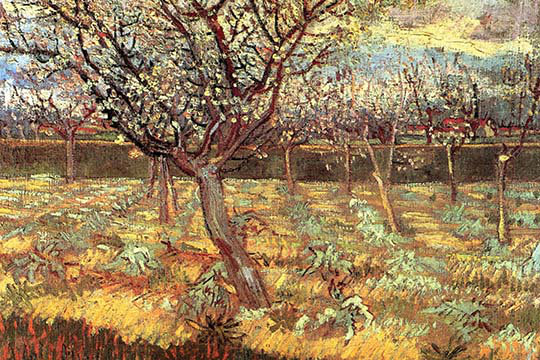 «Abricotiers en fleur» par Vincent Van Gogh, reproduction d'art