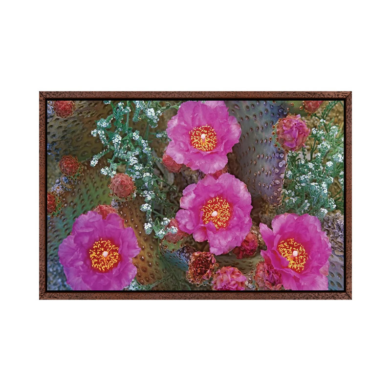 Beavertail Cactus Flowering, Arizona 1 Piece Floater Frame Wall Art on Canvas, 66.04 cm H x 101.6 cm W, Brown