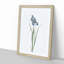 Iris Pratensis by Pierre-Joseph Redoute - Single Picture Frame Painting-89200594-89200590