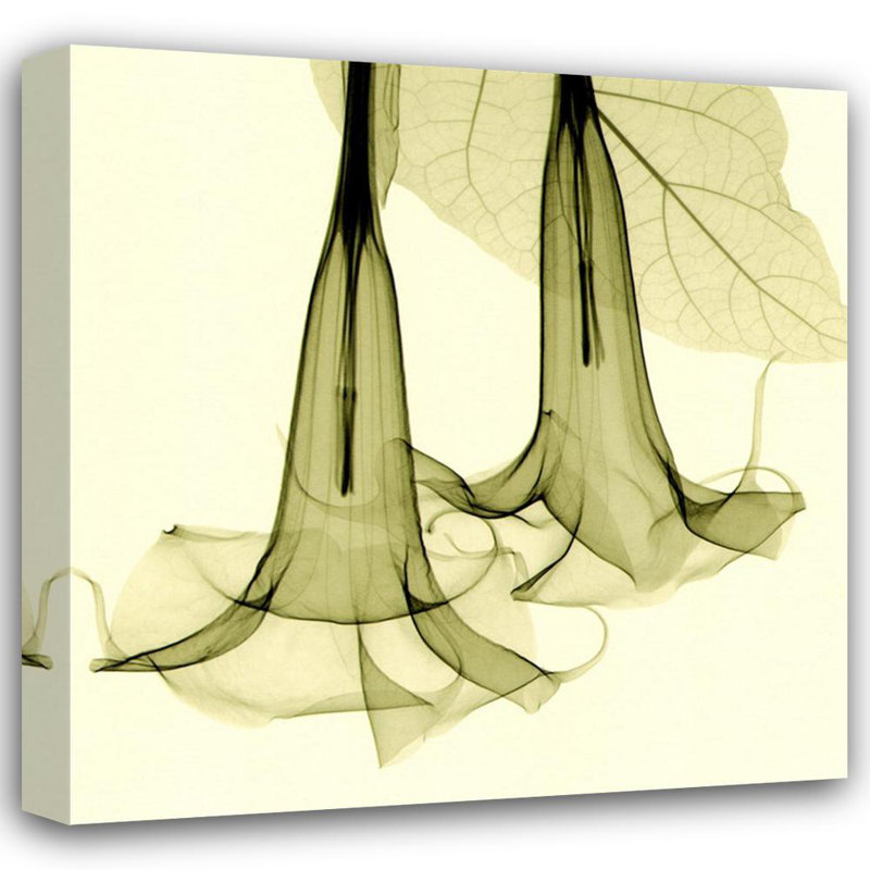 Datura IMA-M834, 36'' H x 36'' W
