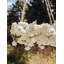 Virelia RealTouch Garden Chandelier-1724131563