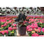 Live Burgundy Rubber Plant-49662164