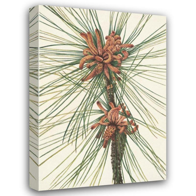 «Loblolly Pine. Pine Wood» par Mary Vaux Walcott - Art mural sur toile tendue avec châssis