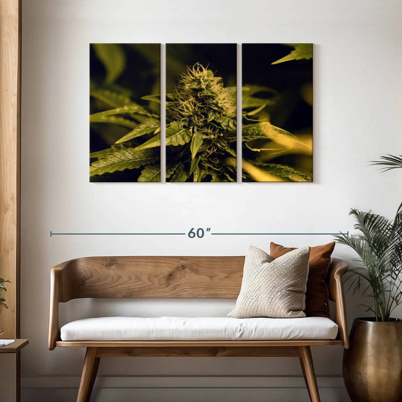 Floraison d'une plante de marihuana, H 28 po x l 45 po