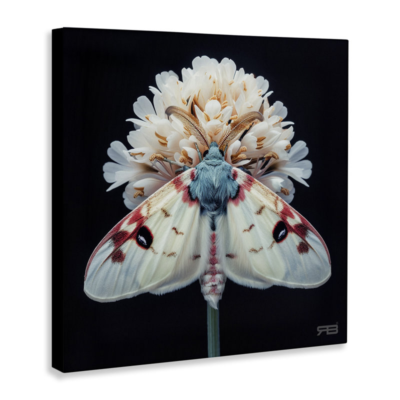 Art mural sur toile Moth & White Flowers par Roozbeh Bahramali, H 17 po x l 17 po
