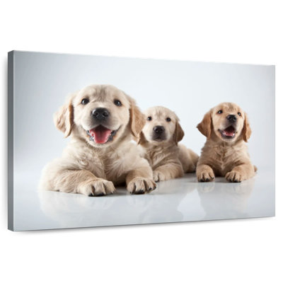 Brampt Golden Retriever Pups