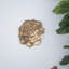Plaque murale succulente D10x1,4 "