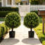 Ensemble de 2 arbustes artificiels en pot, topiaires en buis artificiel, pour porte d'entrée et terrasse, 56 cm de verdure réaliste pour la maison, le bureau ou l'entrée.