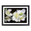 White Jasmine Flowers - Framed Print-55612720-55612730