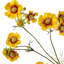 Vaporisateur 38 "Wild Summer Cosmos -281484493