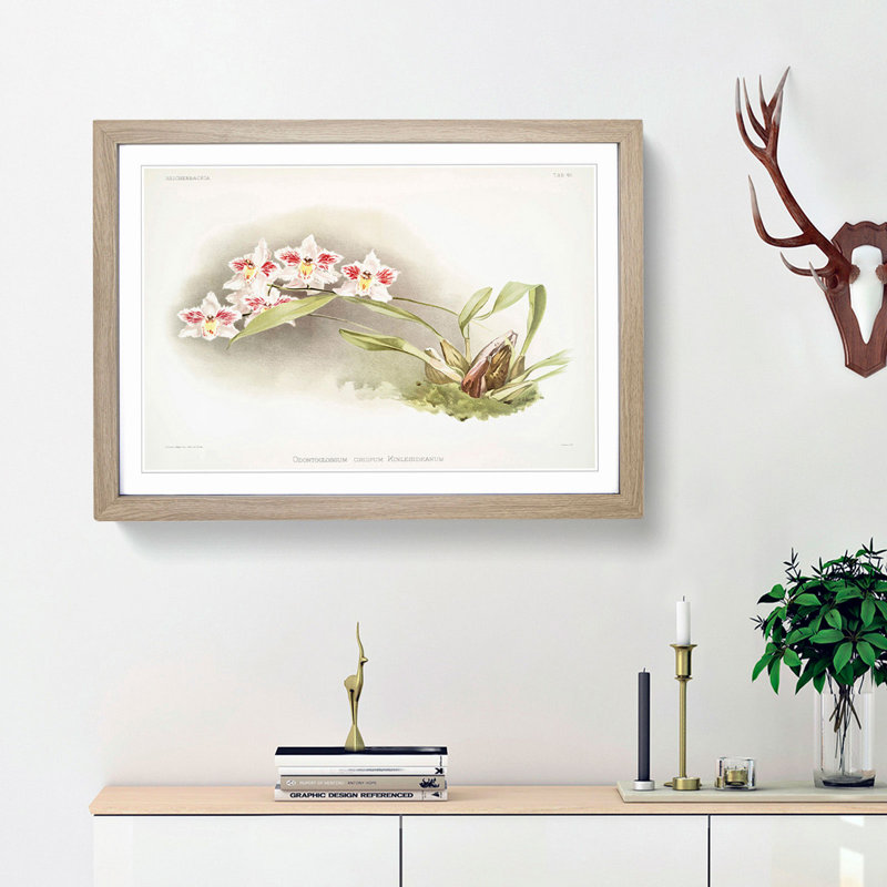 Magnolia Flowers Illustration Tab. 45 by Frederick Sander - Picture Frame Art Print, 48cm H x 65cm W x 2cm D, Oak Framed