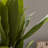 Panama Banana Leaf Tree in Pot