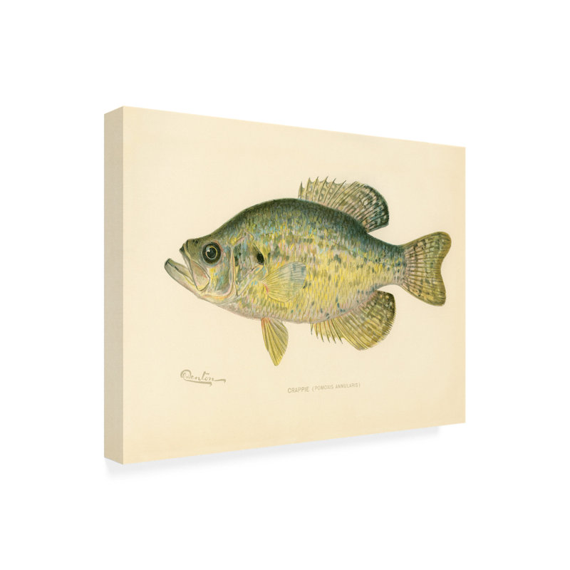 «Crappie On Canvas» par Print Collection, reproduction, H 35 po x l 47 po x P 2 po