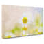 Daisy Flower View - Wrapped Canvas Painting-56660127