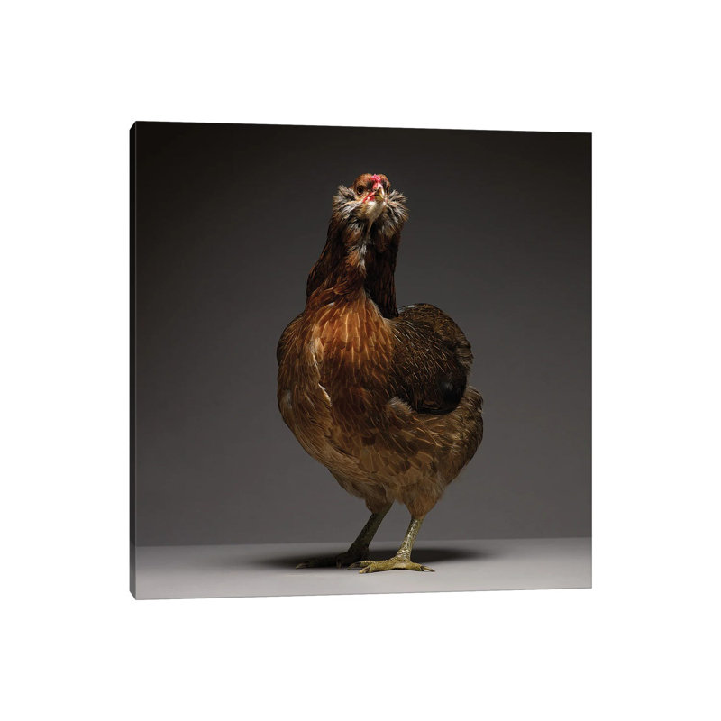 Araucana - Wrapped Canvas Print, 30.48 cm H x 30.48 cm W