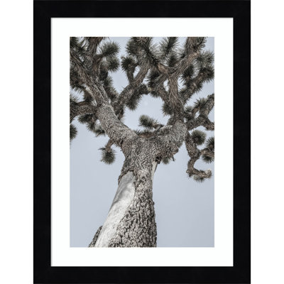 Daisey "Joshua" Print by Shot by Clint