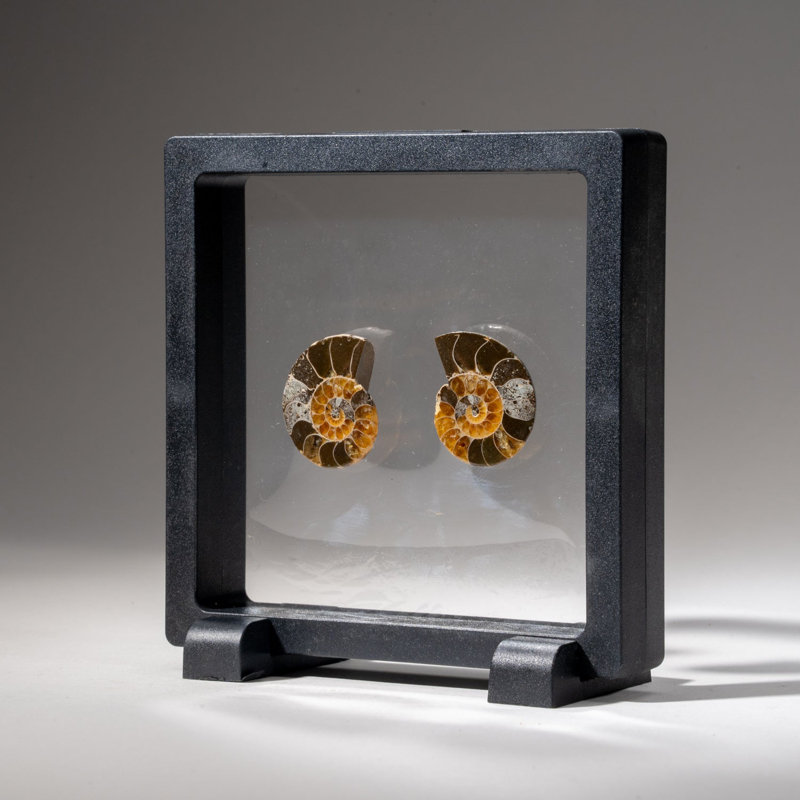 Two Genuine Polished Calcified Ammonite Halves in Display Box (15 Grams)