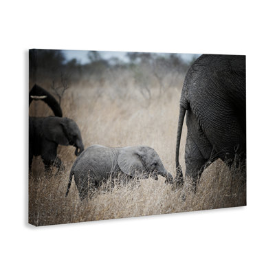  Baby Elephant Strolling Canvas Wall Art by Sharon Vardy
