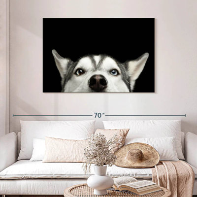 Peeking Husky sibérien