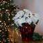 Arrangement de poinsettias-92906969-92906962-92906963