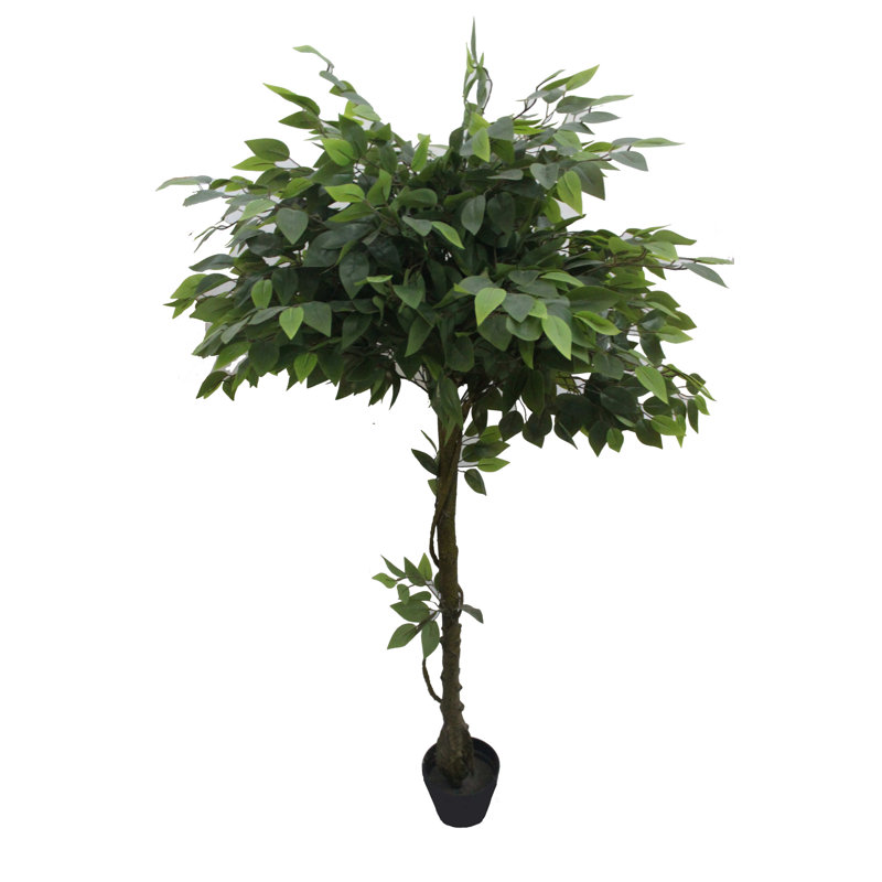 Arbre de ficus en pot pour le plancher banyan