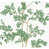 Blanc/vert