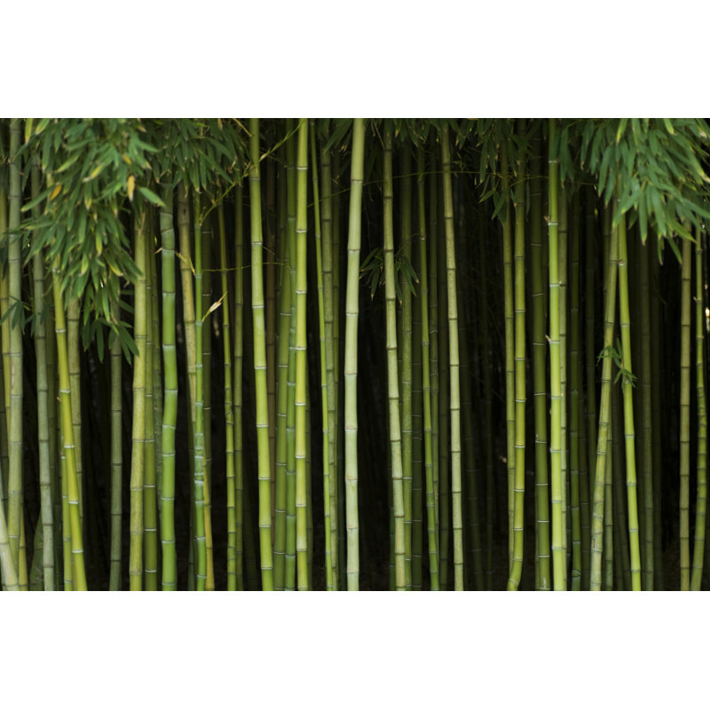 Forêt de bambous verts par Andipantz, H 20 po x l 30 po