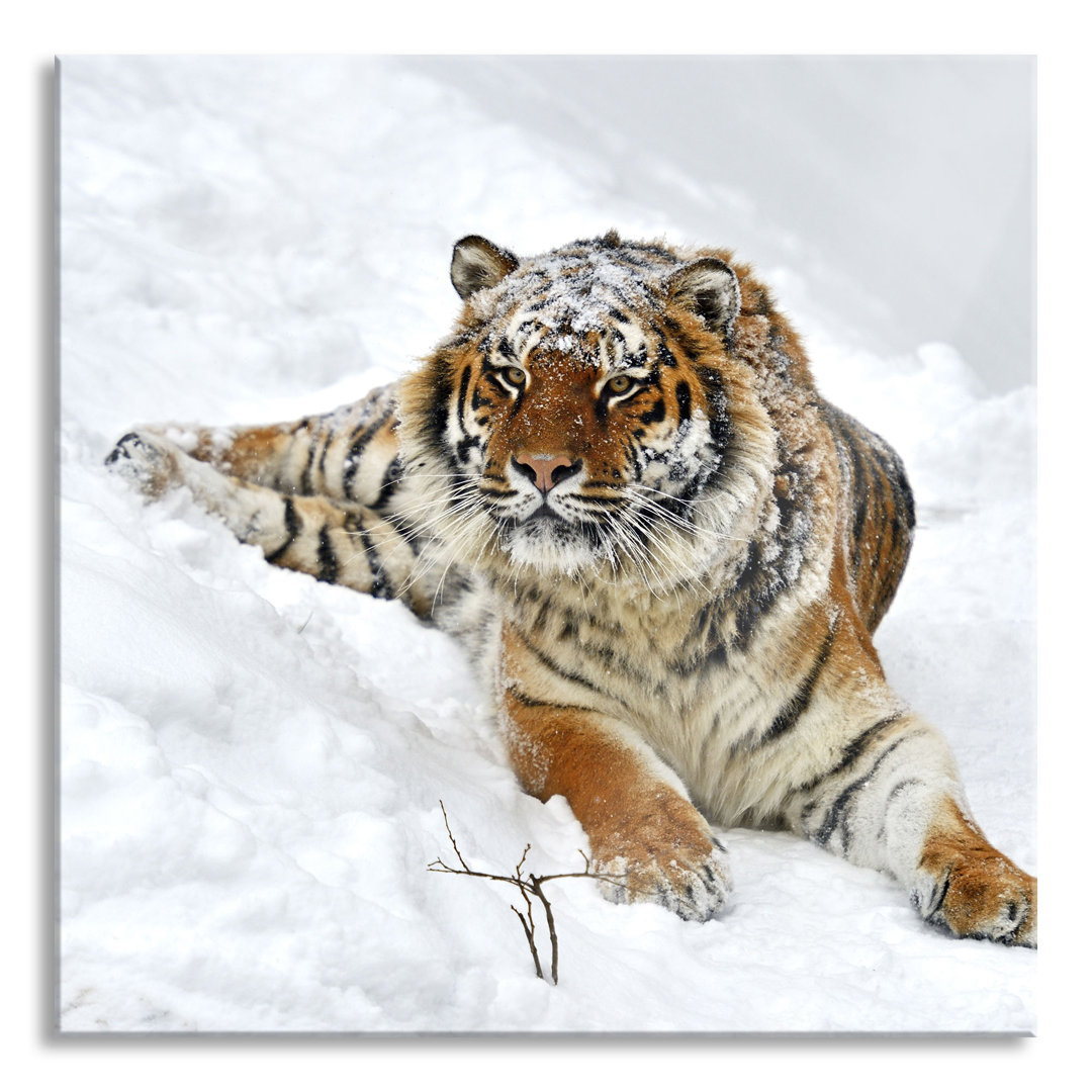 Ungerahmtes Foto auf Glas "Amur Tiger in the Snow"