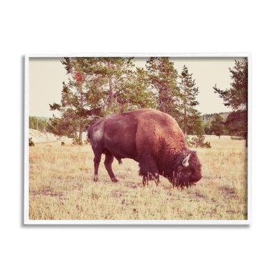 Paysage de nature sauvage de bison sauvage - photographie