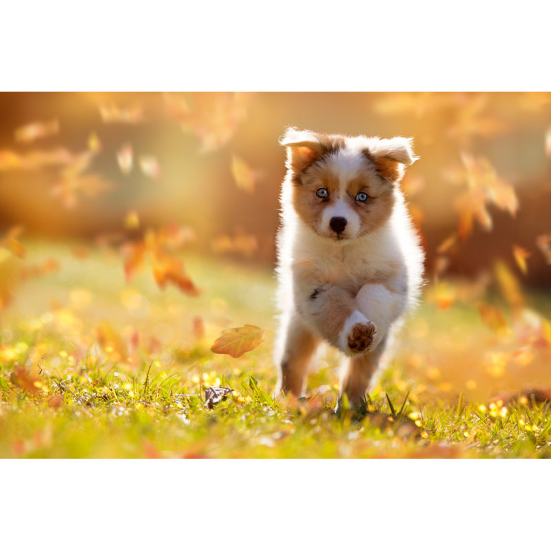 Australian Shepherd Puppy Jumping In Autumn Leaves by Leoba - Wrapped Canvas Print, 30cm H x 46cm W