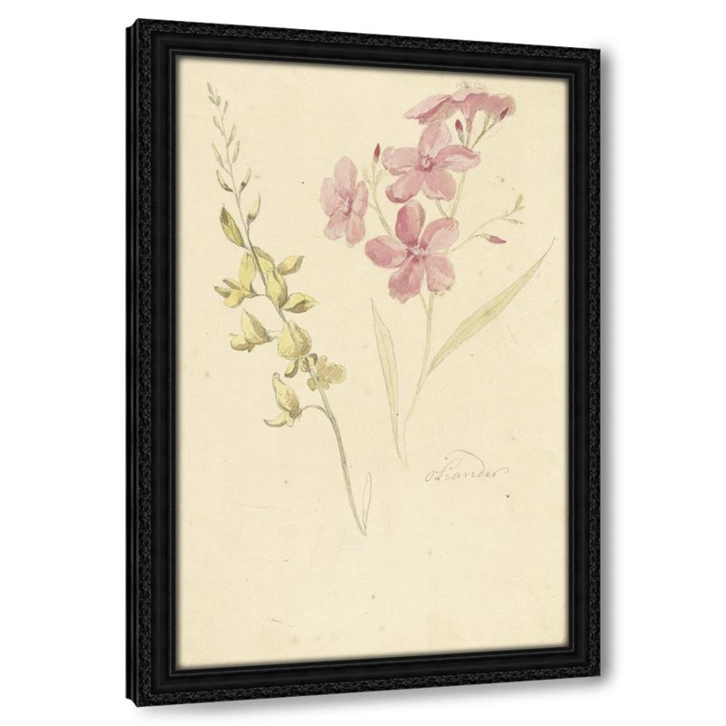 Oleander en brem (1677 - 1755)