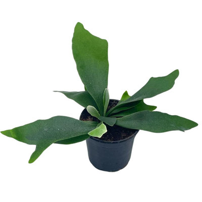 Staghorn Fern, Platycerium Coronarium, 4 Inch
