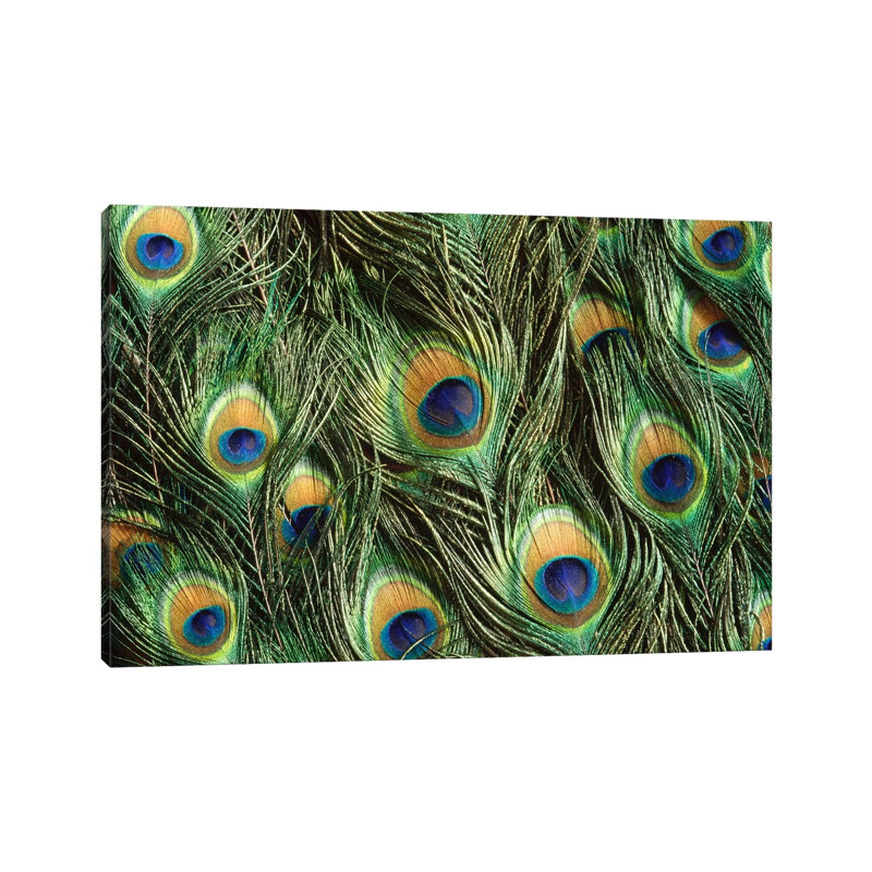 Indian Peafowl Display Feathers, Native To India And Southeast Asia by Gerry Ellis - Wrapped Canvas Print