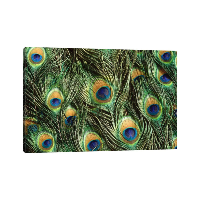 Indian Peafowl Display Feathers, Native To India And Southeast Asia by Gerry Ellis - Wrapped Canvas Print