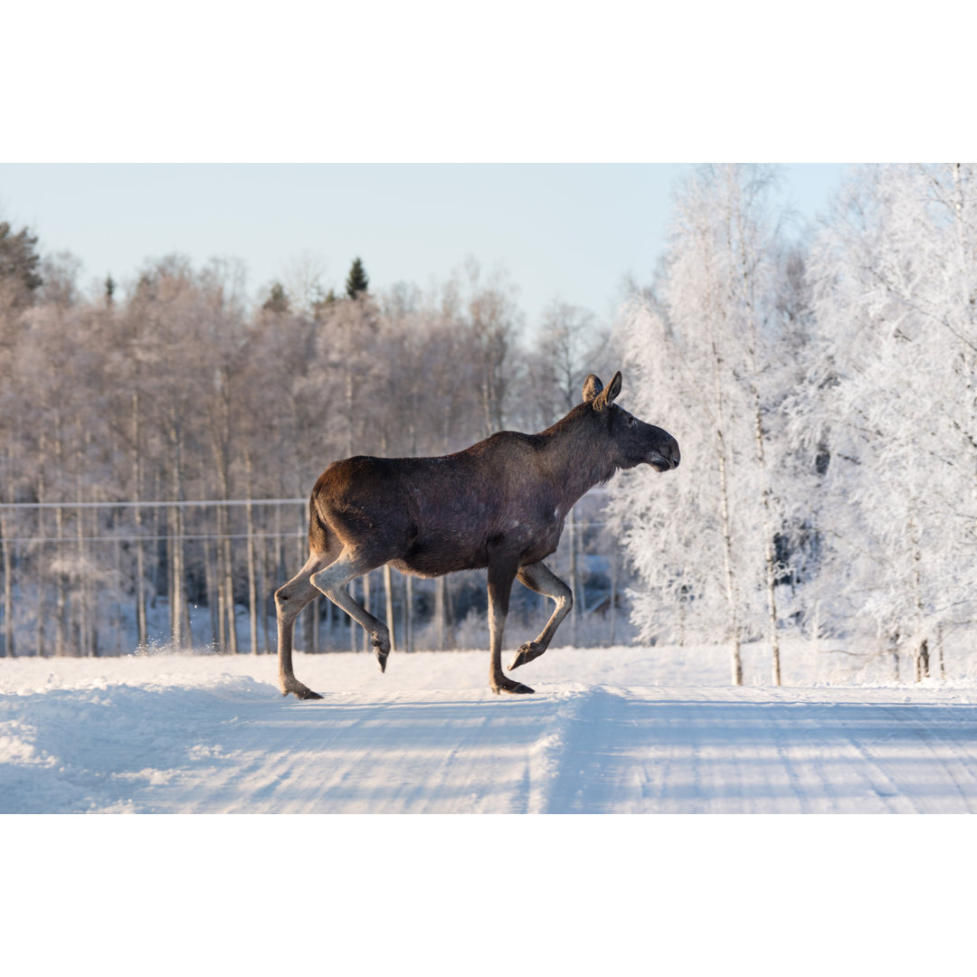 Leinwandbild Mother Moose Crossing a Winter Road in Sweden von Binnerstam