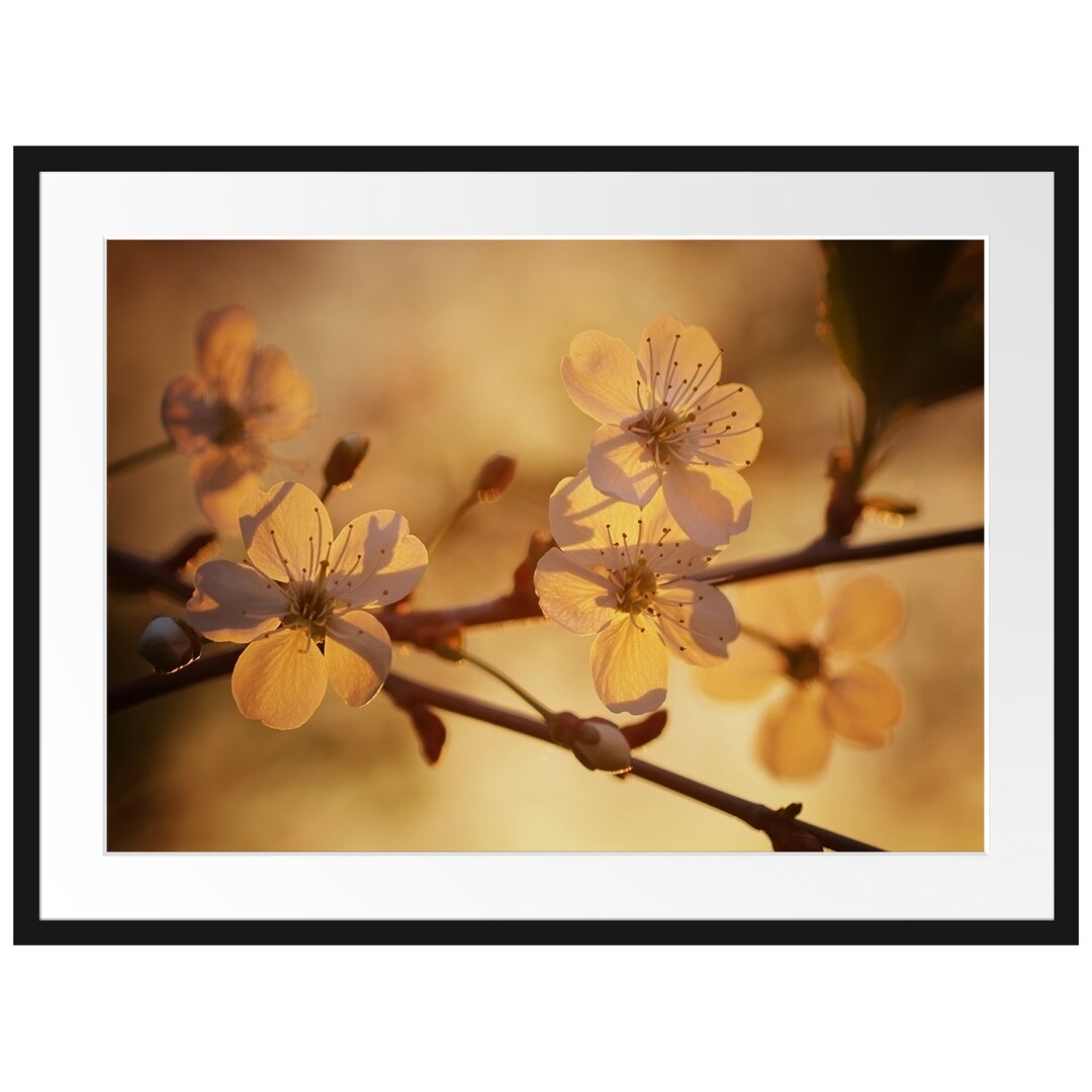 Gerahmtes Poster Weiße Blüten im Sonnenlicht