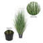 Gazon vert en pot Kellan-33783410
