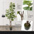 Artificial Fiddle Leaf Fig Tree, 6/7 Feet In Pot With Dried Moss, For Indoor House Home Office Store, Potted Ficus Lyrata Faux Tree, Fake Plant Modern Decoration Gift For Housewarming-1295184712