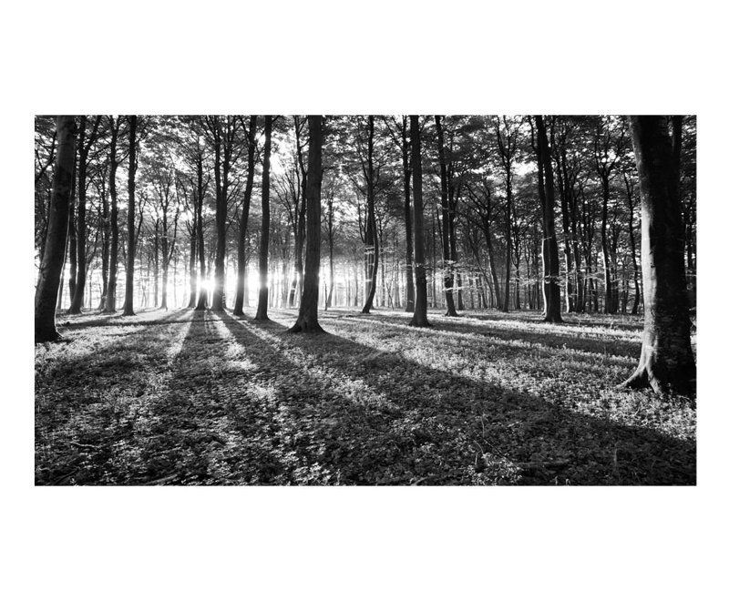 Murale Feeko Spring Morning in the Forest, Grey, L 110,2 po x l 192,9 po