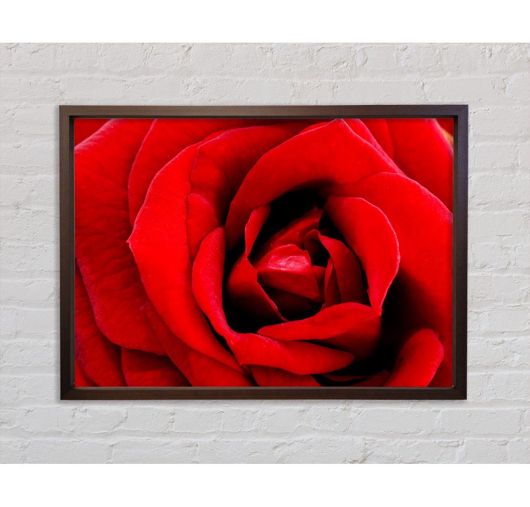 Rose Velvet Petals - Single Picture Frame Kunstdrucke auf Leinwand