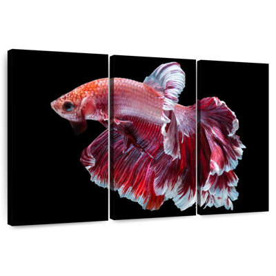 Brampt Red And White Betta Fish